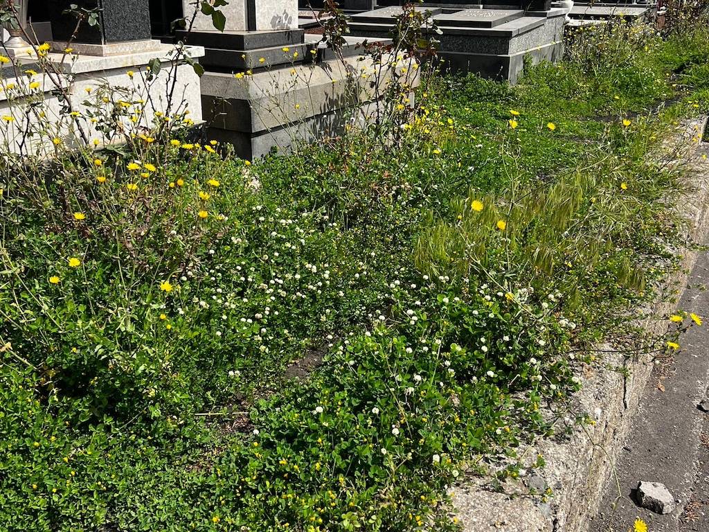 Cimitero-comunale-Giarre-6.jpg