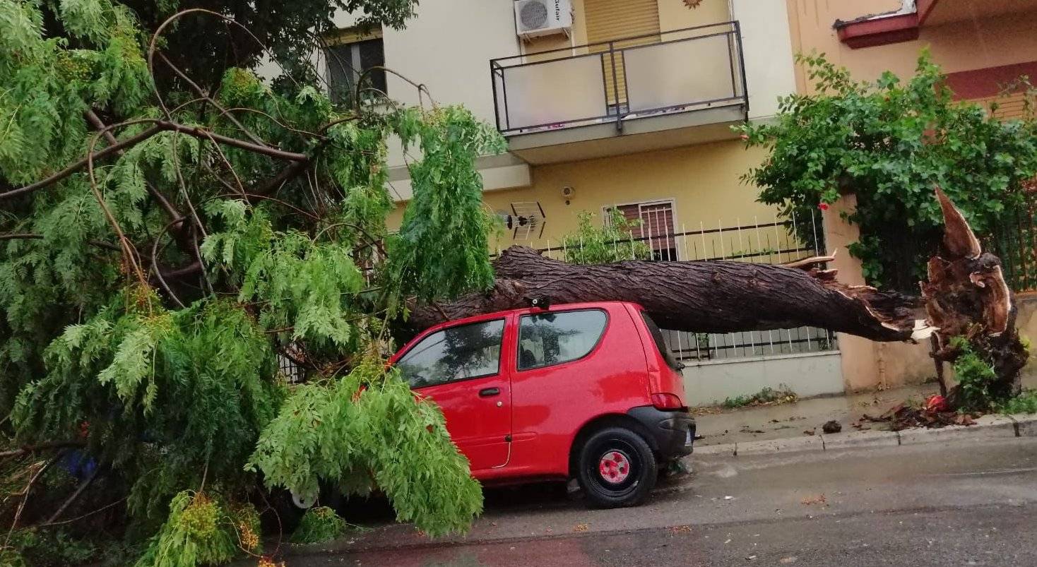 Palermo-albero-su-auto.jpeg