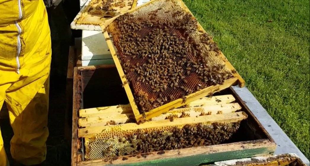 api-apicoltura.jpg