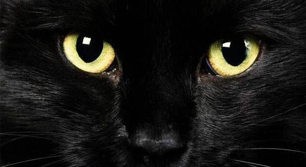 gatto-nero.jpg